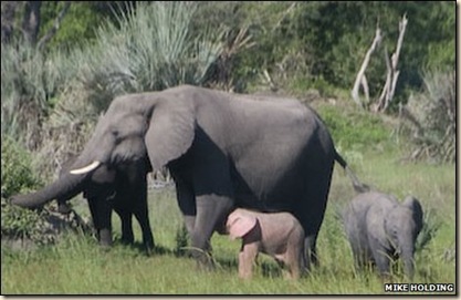 Pink Elephant photo by Mike Holding