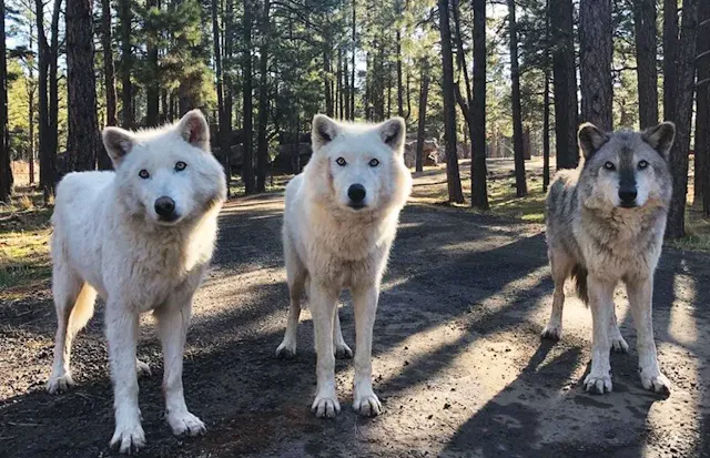 Alaskan wolves in Bearizona