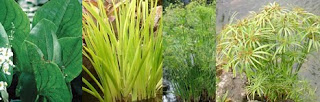 Pond Bog Plants for Veggie Plant Filter