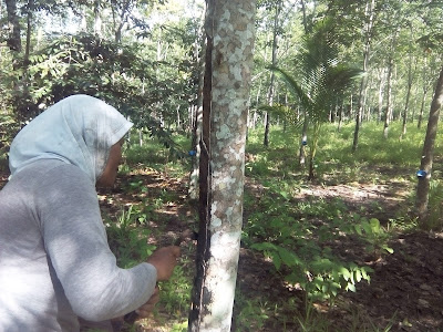 kebun karet trans pantaibaru