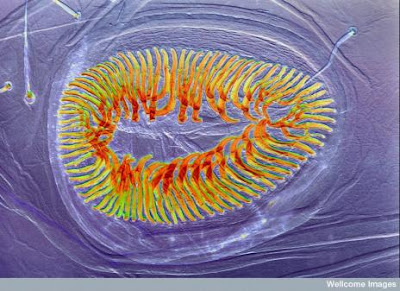Wonderful Microscopic Images from the Natural World Seen On  www.coolpicturegallery.us
