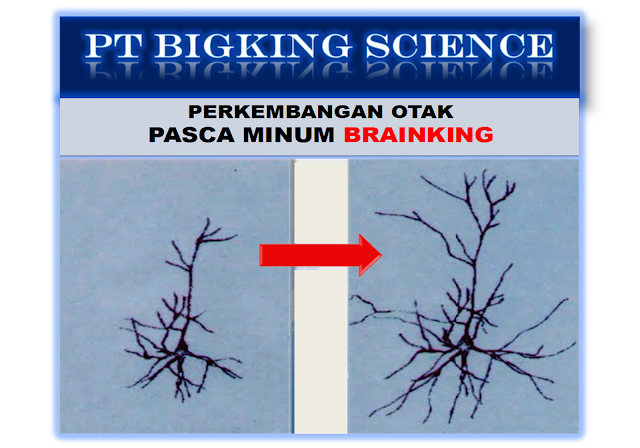 Brainking Plus Online 08123 01 8900