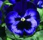 pansy