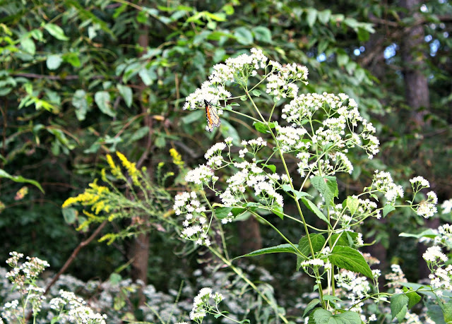 monarch butterfly