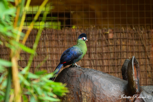 Perroquet, Bioparc Doué-la-Fontaine