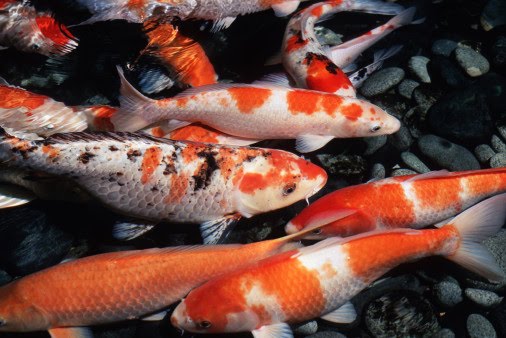 koi carp fish colorful koi fish japanese koi carp goldfish