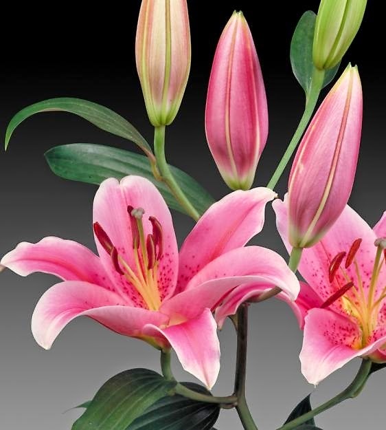 Hoa lily sorbonne