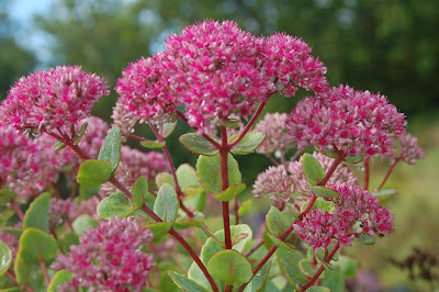 Sedum Pillow Talk - Pillow Talk Stonecrop care