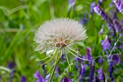 yellow goat's beard seed head