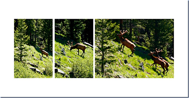 Elk
