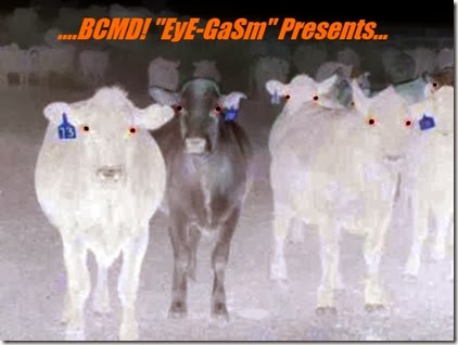 bcmd-demon-cow