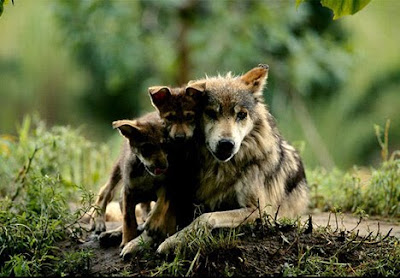 Mother Wolf Photo