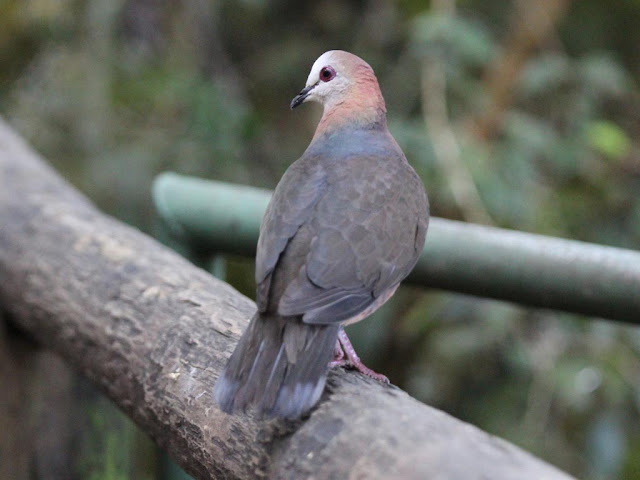 Types Of Wild Birds