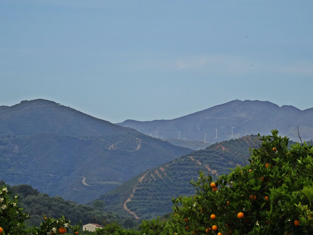 pomarańcze w Grecji