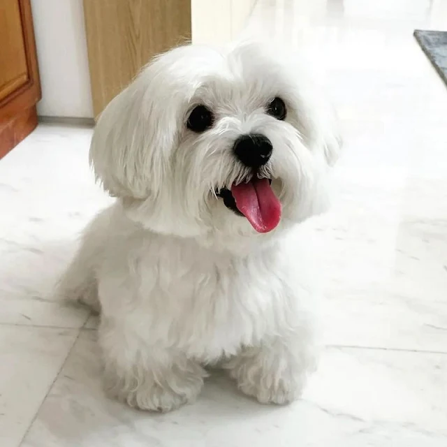Maltese dog breed character