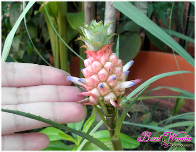 Anak nenas cute macam bunga. Comelnya Anak Nenas Macam Bunga. Gambar Nenas Kecil Cute. Anak Nenas Kecil Bewarna Pink