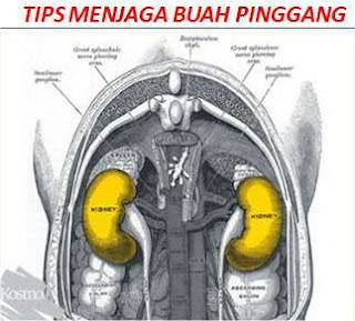 penggemukan sapi bali