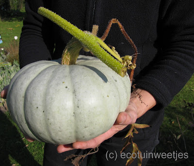 pompoen oogsten, pompoen bewaren, Crown pumpkin