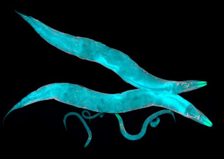 An image of 2  Caenorhabditis elegans nematodes.