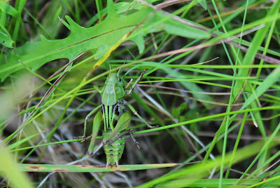 Wrattenbijter - - Decticus verrucivorus