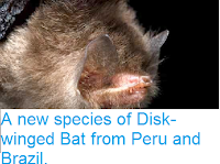 http://sciencythoughts.blogspot.co.uk/2014/05/a-new-species-of-disk-winged-bat-from.html