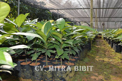 CV Mitra Bibit Jual Bibit Manggis Unggul Cepat Berbuah 