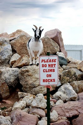 kambing gunung aneh