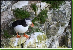 Bempton Cliffs - April