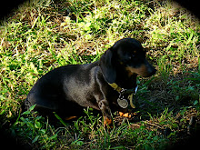 Mac's dog Coco