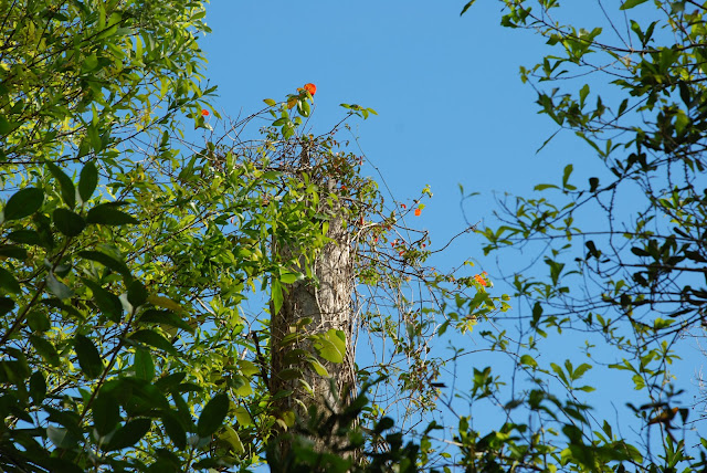Fakahatchee Strand Preserve State Park