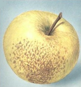Симптомы мучнистой росы на яблоке
