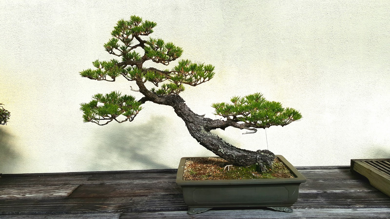  Bonsai  misadventures The bonsai  of the national bonsai  