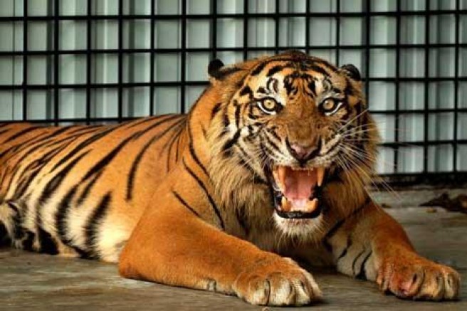 Harimau Sumatera Macan GambarBinatang Com