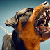 Σέρρες: Σκύλος επιτέθηκε σε 11χρονο  γείτονες τράβηξαν το πόδι από το στόμα του σκύλου (Φώτο)