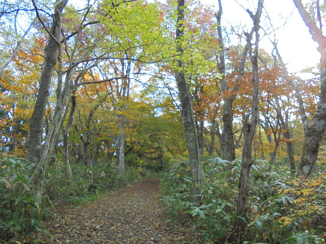 大山森の遊歩道