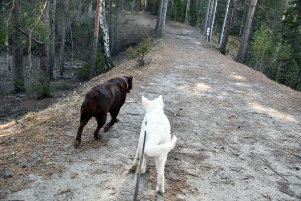 hvit gjeterhund labrador tyrifjorden rytterager lemostangen