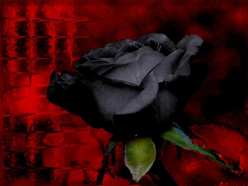 This is a black rose.