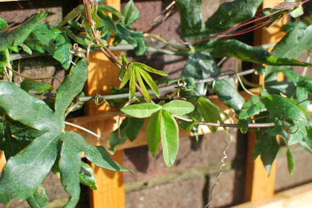 A-Cardiff-Garden-In-December-picture-of-new-shoots-on-the-passion-flower