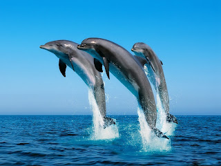 dolphins in the air (24)