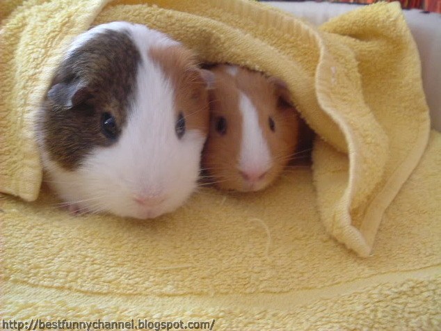 Two very nice guinea pigs . 