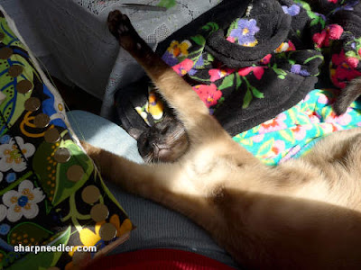 Siamese cat (Koji) laying on back with paws outstretched in the sun. He's celebrating this part of the completion of Wild Child.