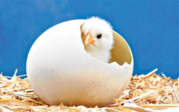 Kalau Manusia Mengerami Telur Ayam  Apakah Bisa Menetas  