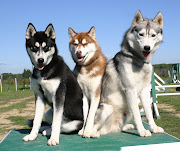 Perros raza Husky Siberianos en tres diversos colores