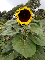 Girasoles