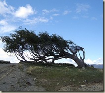 Windswept_tree_-_Ushuaia