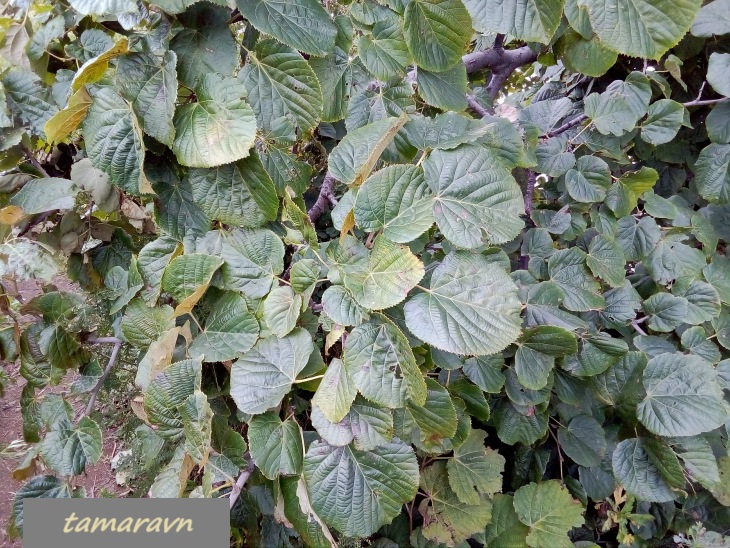 Липа маньчжурская (Tilia mandshurica)