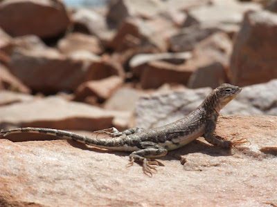 arizona lizzard on a rock, desert