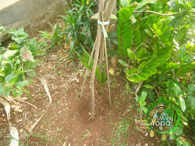 FOTO 5 :   Buat ajir untuk pengamanan dari binatang ayam atau sejenisnya