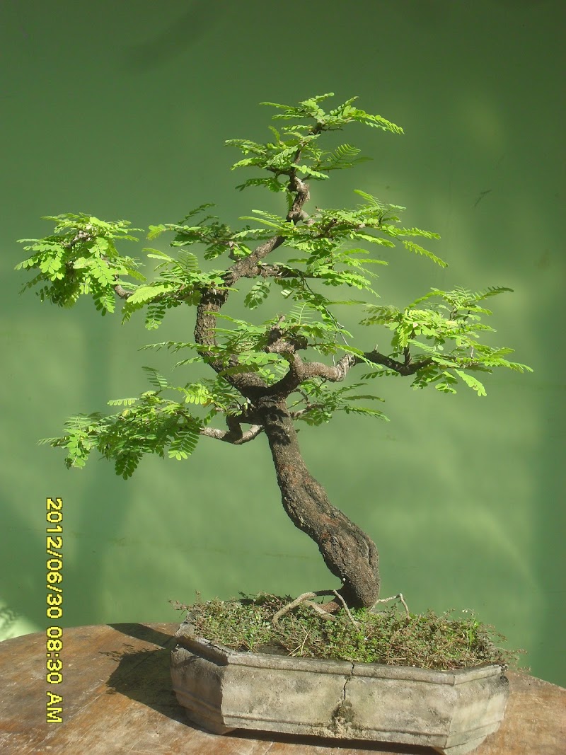 Inspirasi Penting 15+ Gambar Bonsai