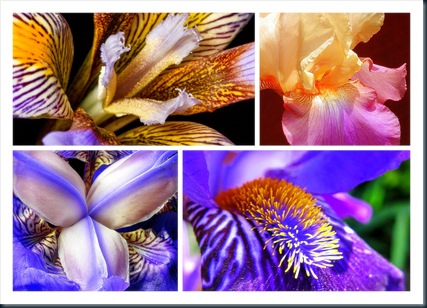 FLOR AQUAR2
